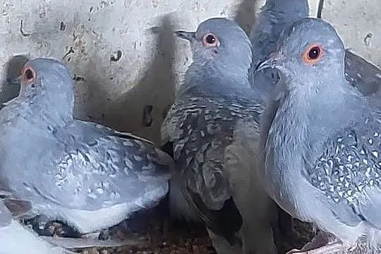 Sprzedam papugi., Wielkopolskie, Grodzisk Wielkopolski