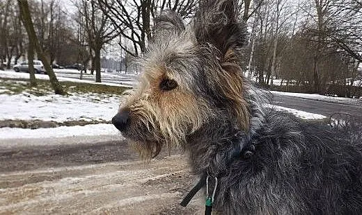 Piękna grzeczna Szczotka szuka domu!, warmińsko-m