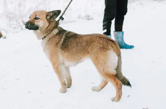 Doris - niekonfliktowa, wesoła sunia szuka domu!  Doris trafiła do schroniska bieżącego roku. Jest t, , Warszawa