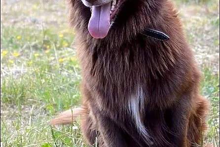 Czekoladowy, mały Amigo :)