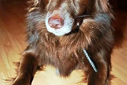 Czekoladowy, mały Amigo :)