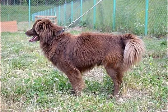Czekoladowy, mały Amigo :)