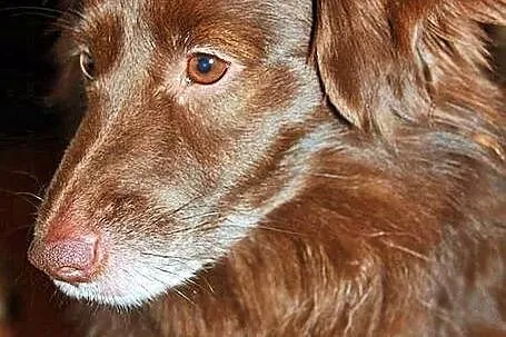Czekoladowy, mały Amigo :)