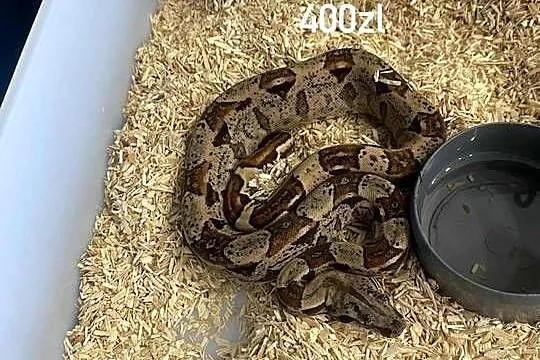 Węże boa cesarskie samice i samce