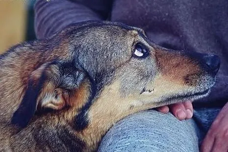 6 letni TOBI szuka domku, takiego na zawsze