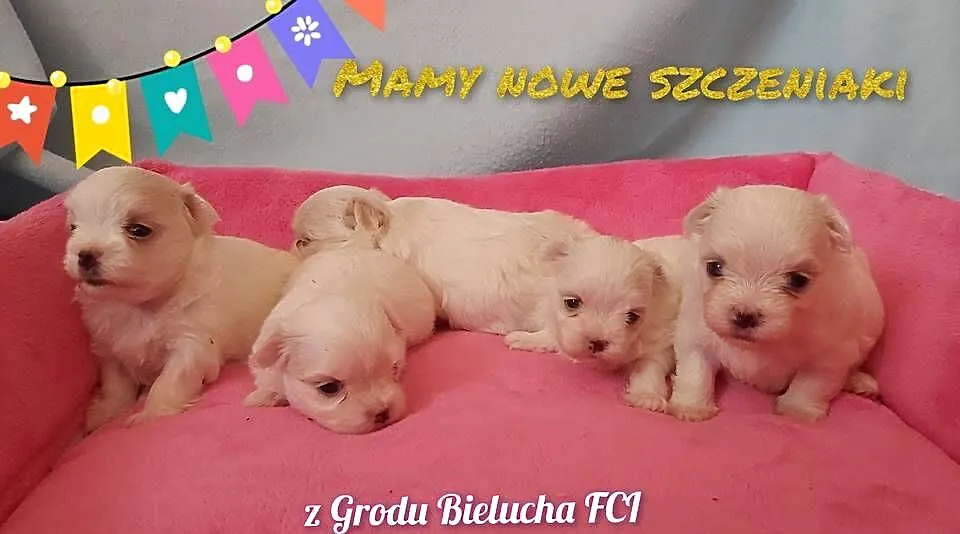 Suczki z rodowodem odbiór we wrześniu Hodowla z Grodu Bielucha FCI, Lubelskie, Chełm