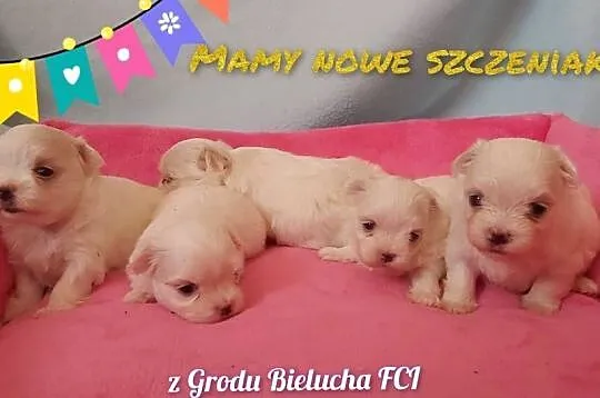 Suczki z rodowodem odbiór we wrześniu Hodowla z Grodu Bielucha FCI, Lubelskie, Chełm