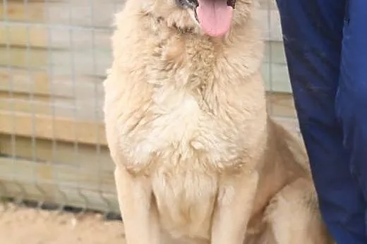 Iwan - duży miśkowaty pies,  mazowieckie Nowy Dwór