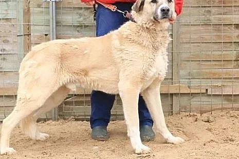 Iwan - duży miśkowaty pies,  mazowieckie Nowy Dwór
