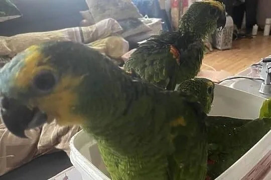 Sprzedam Amazonki Niebieskoczelne oswojone