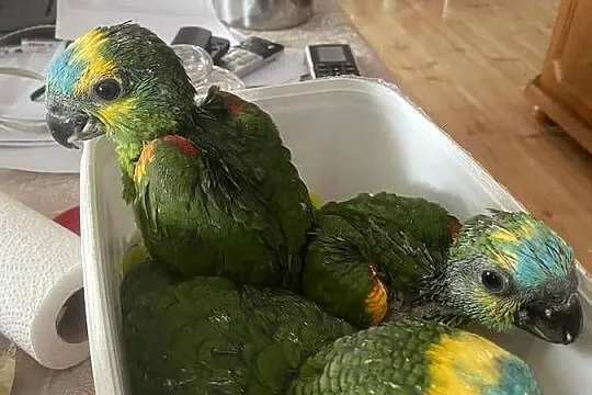 Sprzedam Amazonki Niebieskoczelne oswojone, Wielkopolskie, Gniezno