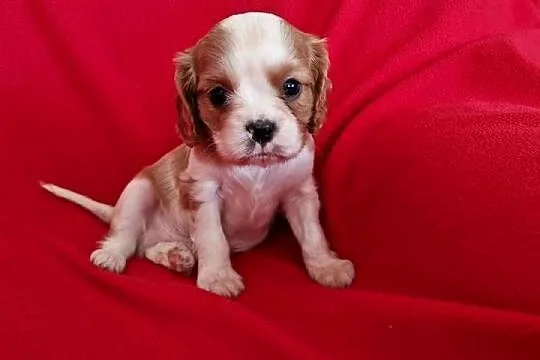 Cavalier pies