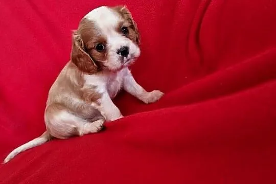 Cavalier pies, Lubelskie, Chodel