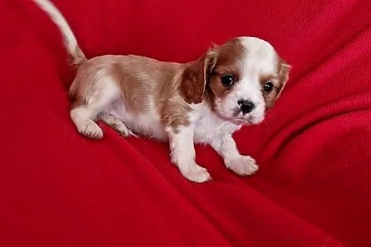 Cavalier pies, Lubelskie, Chodel