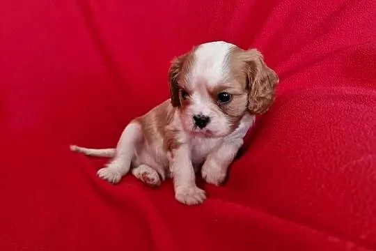Cavalier pies, Lubelskie, Chodel