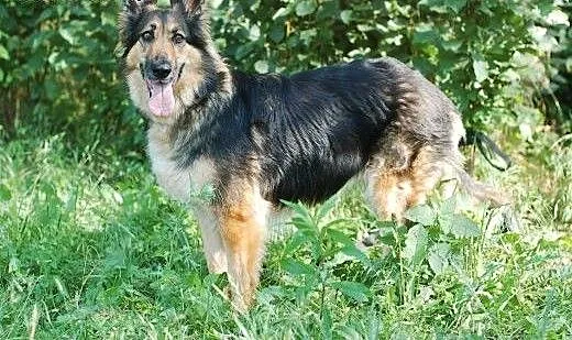 Carmen- śliczna mix collie i owczarek, łódzkie Łó
