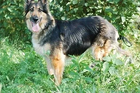 Carmen- śliczna mix collie i owczarek, łódzkie Łódź