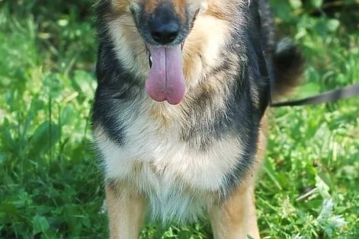Carmen- śliczna mix collie i owczarek,  łódzkie Łó