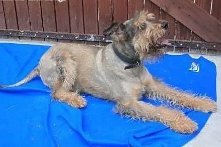 HAROLD - piękny psiak w typie airdale terrier do a