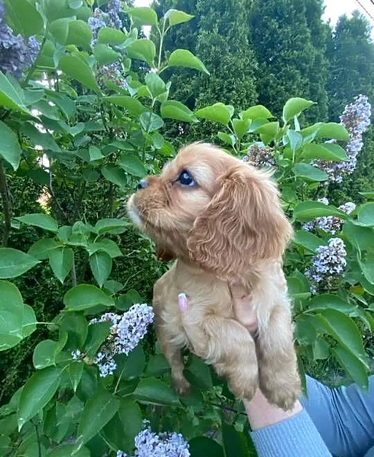 Cavalier King Charles spaniel, Śląskie, Będzin