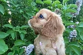 Cavalier King Charles spaniel