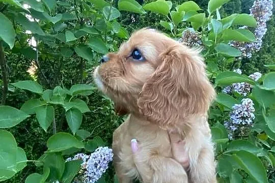 Cavalier King Charles spaniel, Śląskie, Będzin