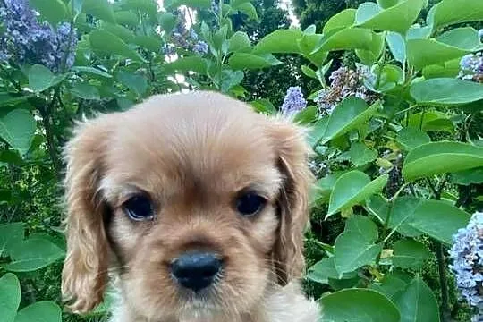 Cavalier King Charles spaniel, Śląskie, Będzin