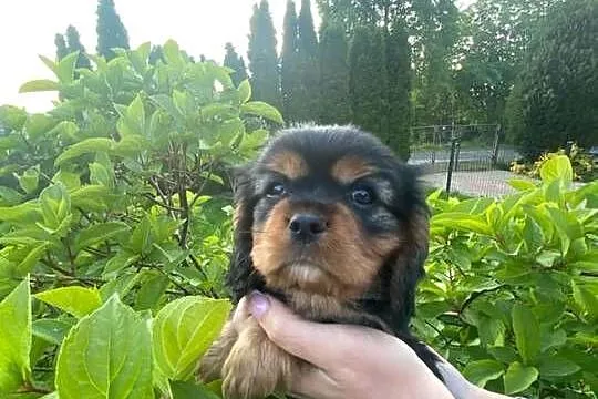 Cavalier King Charles spaniel, Śląskie, Będzin