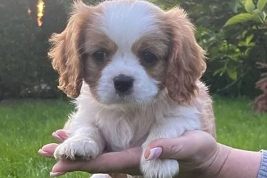 Cavalier King Charles spaniel, Śląskie, Będzin