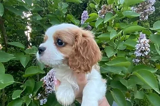 Cavalier King Charles spaniel, Śląskie, Będzin