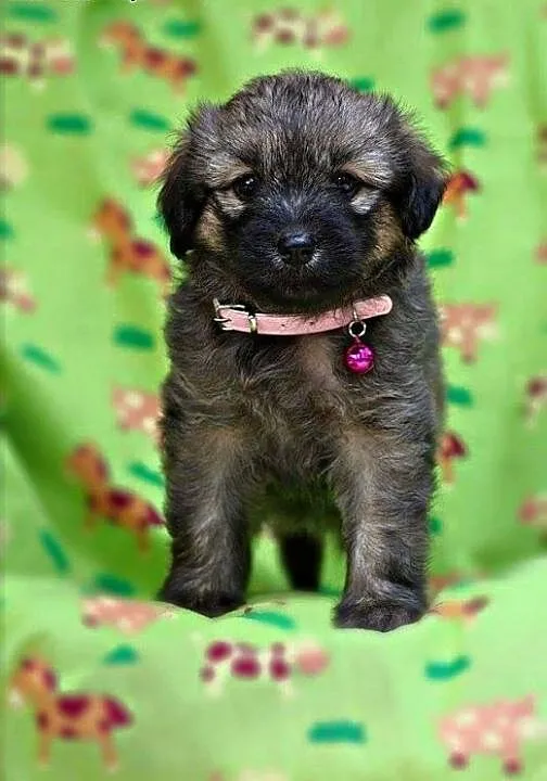 Pene - malutki szczeniaczek do adopcji, mazowieck