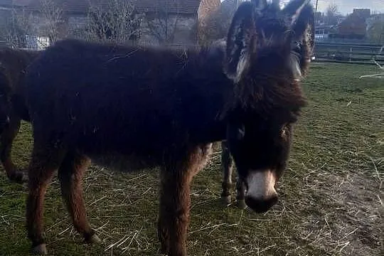 Sprzedam Osła Osiołki Ogier Klacz koń roczne oswojone, Dolnośląskie, Lubin