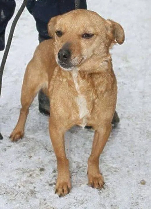 Ala cudowna sunia kocha ludzi daj jej domek na jak