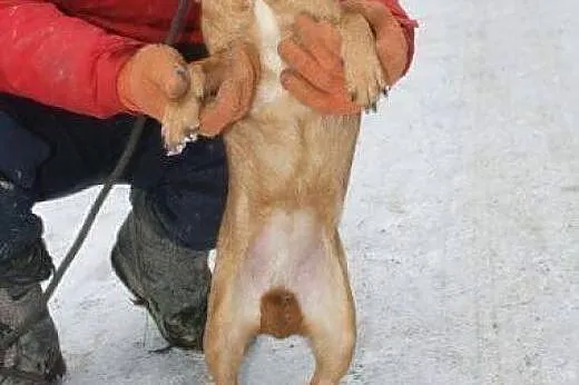 Ala cudowna sunia kocha ludzi daj jej domek na jak