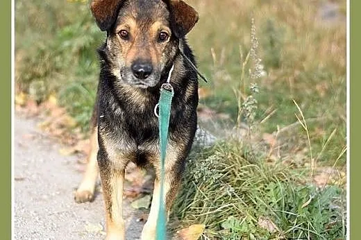 MÓJ,duży,29 kg,przyjazny,spokojny pies do adopcji,