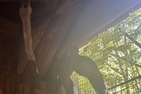 Rozelle pary lęgowe, Małopolskie, Zakrzów