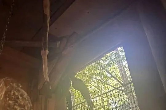 Rozelle pary lęgowe, Małopolskie, Zakrzów
