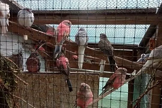 Zamienię papugę lilianke samice na gołąbki diamentowe