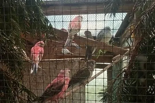 Zamienię papugę lilianke samice na gołąbki diamentowe, Małopolskie, Myślenice