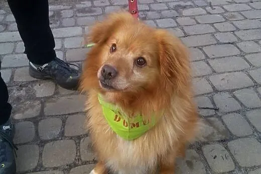 Rudy, mały przyjazny psiak,  lubuskie Zielona Góra