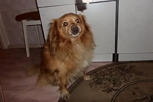 Rudy, mały przyjazny psiak,  lubuskie Zielona Góra