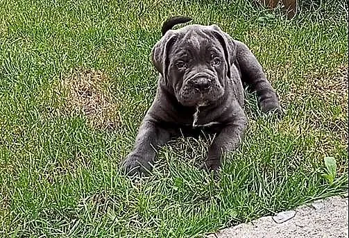 Cane Corso, Wielkopolskie, Łęka Wielka