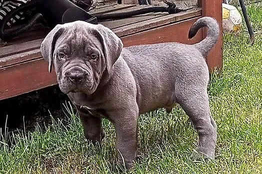 Cane Corso, Wielkopolskie, Łęka Wielka