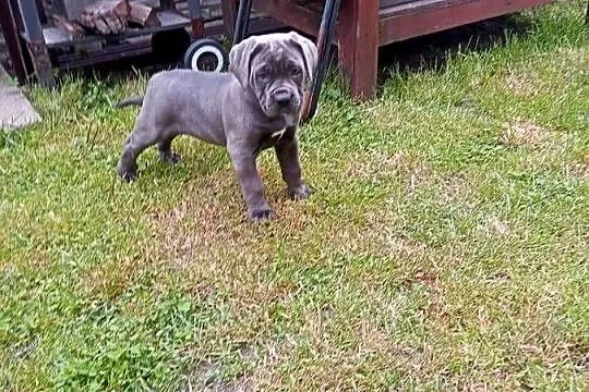 Cane Corso, Wielkopolskie, Łęka Wielka
