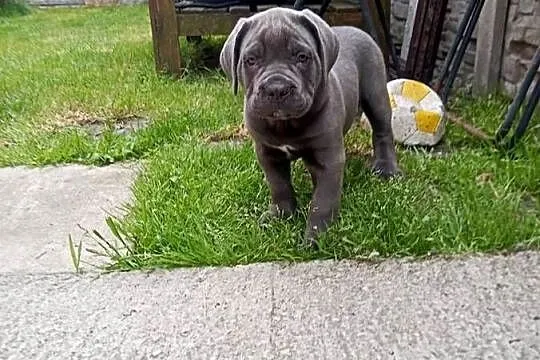 Cane Corso, Wielkopolskie, Łęka Wielka