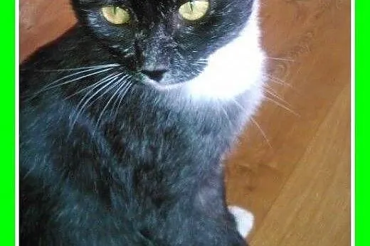 Z domu tymczas. grzeczny kocurek BAMBO.Adopcja,  d
