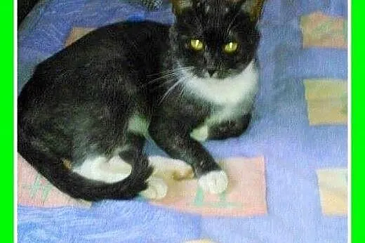 Z domu tymczas. grzeczny kocurek BAMBO.Adopcja,  d