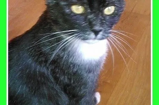 Z domu tymczas. grzeczny kocurek BAMBO.Adopcja,  d