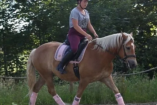 Haflinger 7lat - dla doświadczonego jeźdźca