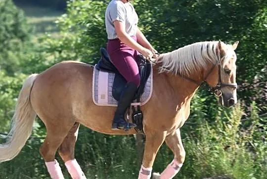 Haflinger 7lat - dla doświadczonego jeźdźca